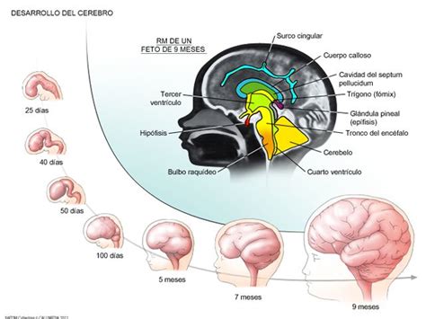 Desarrollo Del Cerebro Neurological System Brain Development