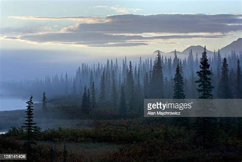 Boreal Forest Alaska Photos And Premium High Res Pictures Getty Images