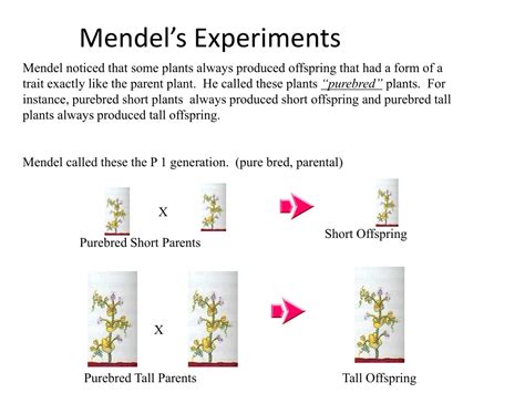 Ppt Classical Mendelian Genetics Powerpoint Presentation Free