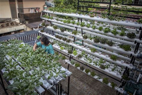 Ida bagus made artadana, m.sc, dosen fakultas teknobiologi dari universitas surabaya (ubaya) membagikan tips cara berkebun di atap rumah agar tanaman tumbuh subur dan dapat dipanen. Gaya Asyik Berkebun di Rumah ala Kota Besar | Rumah123.com
