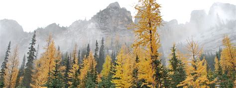Golden Larches At Blue Lake A Cant Miss Hike In October