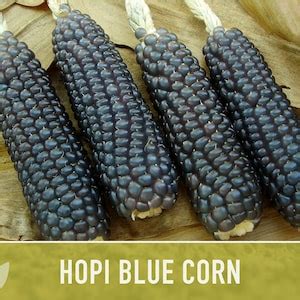 Hopi Blue Corn Heirloom Seeds Seed Packets Non Gmo Open Pollinated