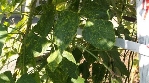 Learn more about the members and physical characteristics of the. Spill the Beans - Agriculture and Natural Resources Blogs