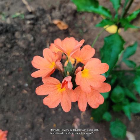 Photo Of The Bloom Of Firecracker Flower Crossandra Infundibuliformis