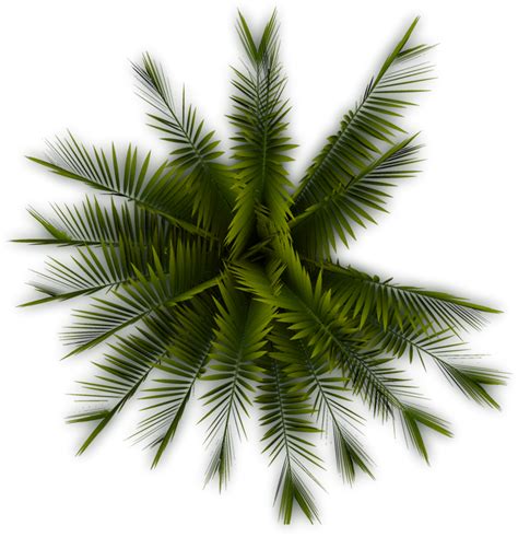 Palm Palm Tree Top View Png Free Transparent Png Download Pngkey