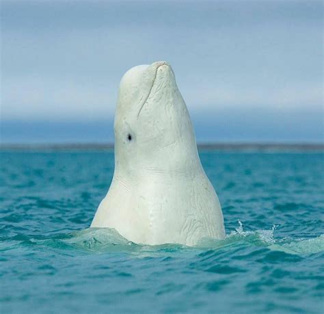 Beluga Whale Knees Winnerserre