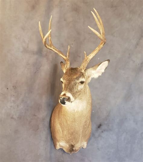 Deer Shoulder Mounts Whitetail Buck And Mule Deer