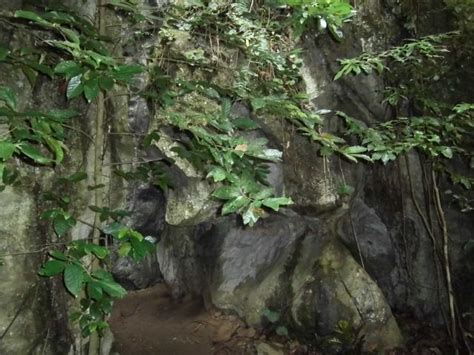 Inside A Cave Plants Tree Tree Trunk