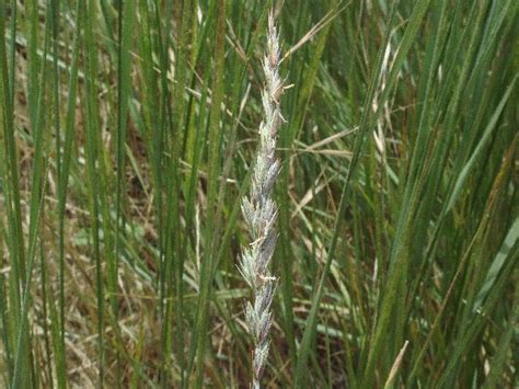 Elymus Triticoides Creeping Wild Rye Inflorescence