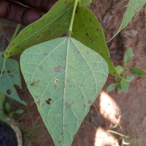 Symptoms To Differentiate Between Anthragnose And Angular Leaf Sport