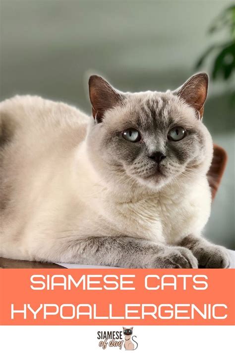 As my interest in ragdolls grew, my if you are wondering about other options—for example, are siamese cats hypoallergenic—there are more extensive lists of hypoallergenic cat. Are Siamese Cats Hypoallergenic? - siameseofday in 2020 ...
