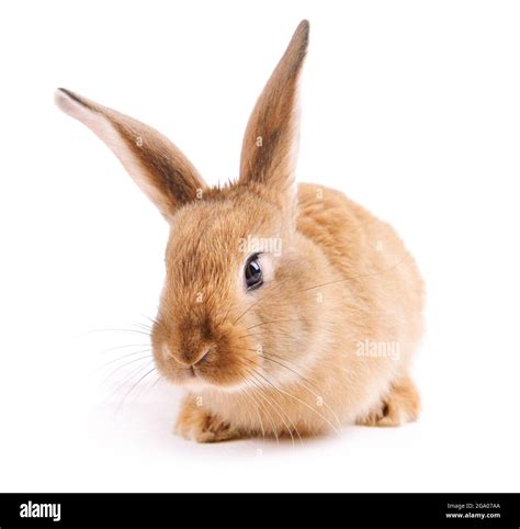 Little Rabbit Isolated On White Stock Photo Alamy