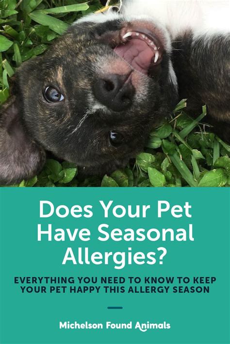 Does Your Pet Have Seasonal Allergies Dog Allergies Pets Seasonal