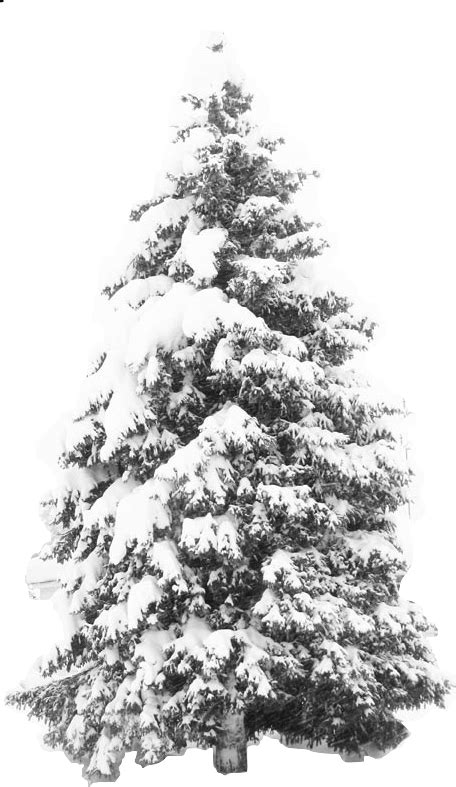 Download Transparent Snow Tree Png Winter Snow Tree Png Hd