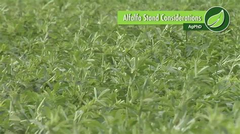 Alfalfa Stand Considerations 1010 Air Date 8 13 17 Youtube