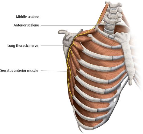 Rib Cage Muscles And Tendons Diaphragm Muscle Chest Pain Rib Pain