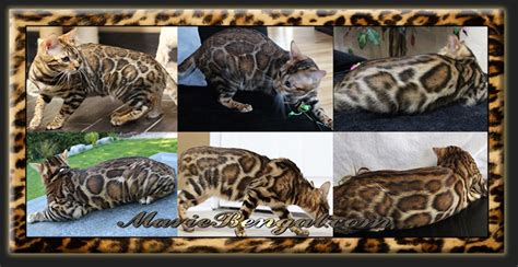 Our ragdoll kittens enjoy snuggling up with their favourite human and many have a very laid back and relaxed nature. Bengal cat breeder near Ottawa - We breed amazing Bengals ...