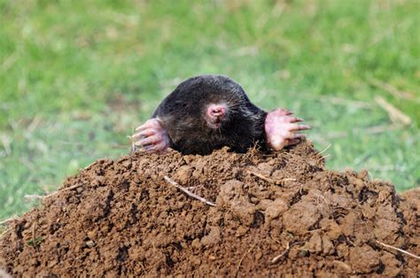 How To Get Rid Of Moles Natures Defensenatures Defense