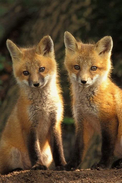12 Cute Animal Pictures To Save As Your iPhone Wallpapers
