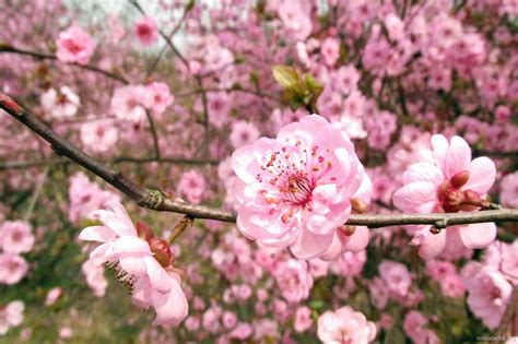 Flor De Durazno