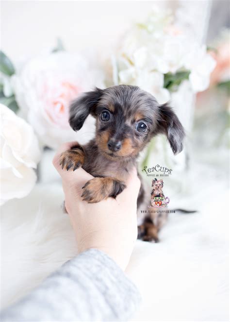 Dapple Mini Dachshund Puppies Teacup Puppies And Boutique