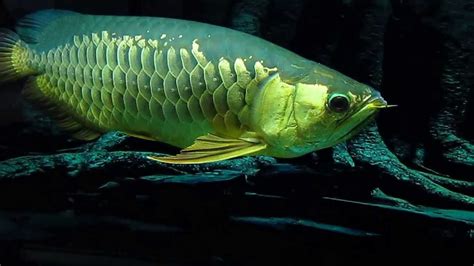 Memahami pola makan ikan peliharaan di akuarium. CARA MEMELIHARA IKAN ARWANA DI AKUARIUM - Im Zin Srytu