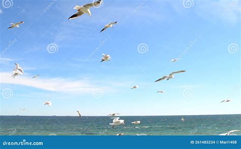 Soaring Seagulls In The Sky White Sea Gulls Flying In Blue Sky On