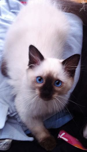 Azureys Cats Old Style Balinese Cat And Siamese Cat Empire