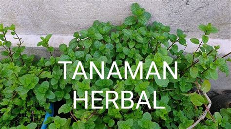 Sayurorganik #berkebun #mudahberkebunsayurorganik berkebun sayur organik di halaman rumah, mudah dan. Mengenal Tanaman Herbal - Berkebun di Halaman Rumah - YouTube