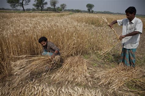 Farmers Harvest Wheat By Hand In Bangladesh Farmers Harves Flickr