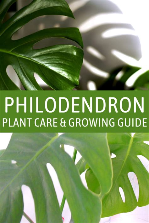 Philodendron Care Container Guide In 2021 Philodendron Plant Plant