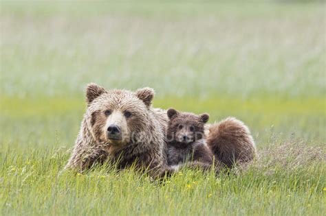 Female Brown Bear With Cub In Lake Clark National Park And Preserve