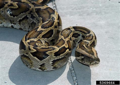 Burmese Python Python Molurus Ssp Bivittatus