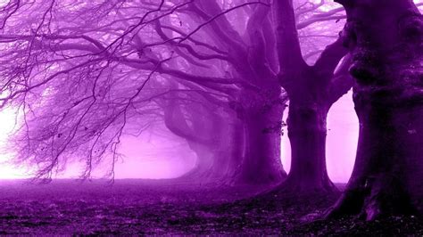Purple Anime Forest Wallpapers Wallpaper Cave