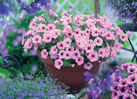 PETUNIA