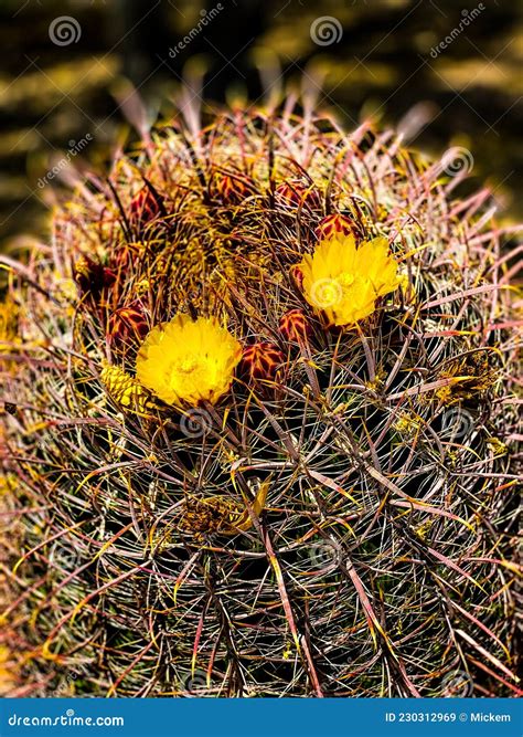 Desert Barrel Cactus In Bloom Stock Image Image Of Arid Geometrical