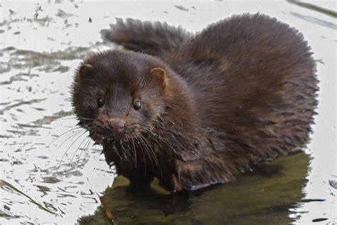 Mink is a php 5.3 library that you'll use inside your test suites or project. Mink Foto & Bild | natur, tiere, wildlife Bilder auf ...