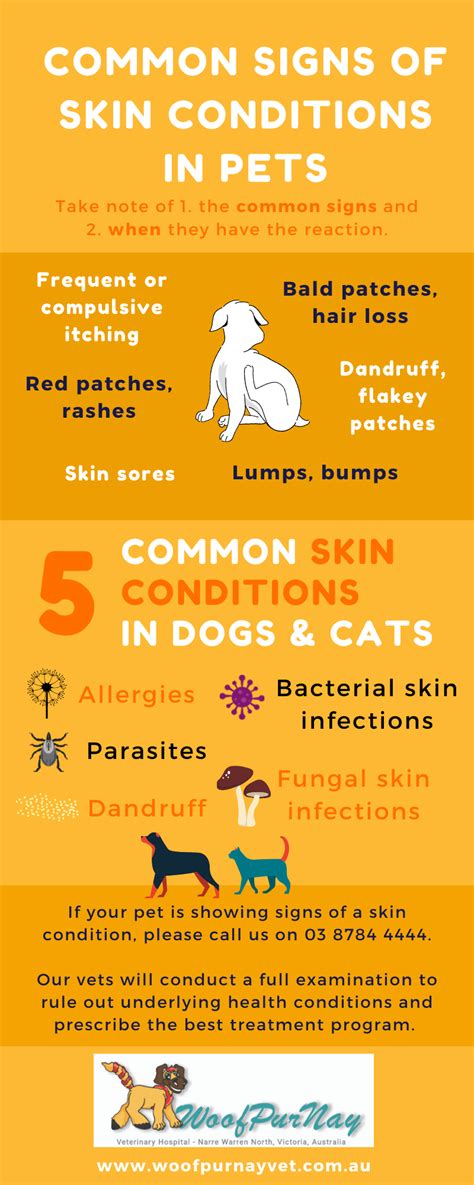5 Common Skin Conditions In Pets — Woofpurnay Veterinary Hospital