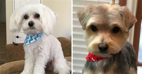 20 Best Morkie Haircuts For Dog Lovers The Paws