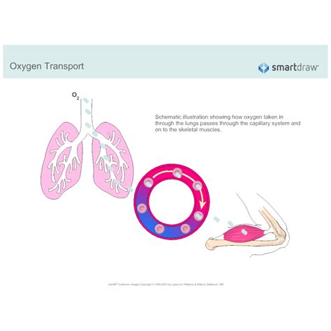 Oxygen Transport
