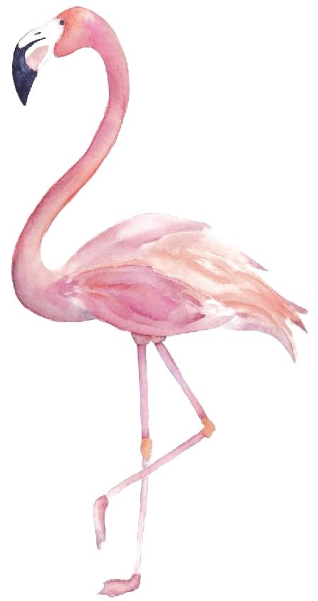 Download Transparent Flamingo Png Image Transparent Flamingo Clipart