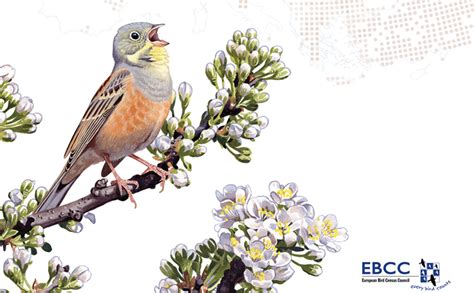 European Breeding Bird Atlas 2 International Ornithologists Union