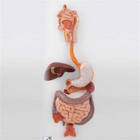 3b Scientific Human Digestive System Model 3 Part Halomedicals