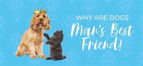 Why Are Dogs Mans Best Friend Christies Pet Grooming