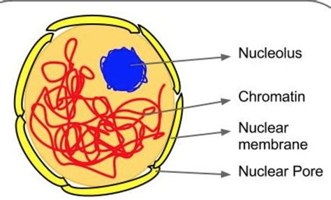Nucleus Cell Structure And Functions