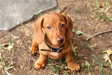 Dachshund synonyms, dachshund pronunciation, dachshund translation, english dictionary definition of dachshund. Dachshund - Information, Photos, Characteristics, Names