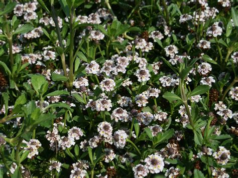 Schöne kriechpflanze mit weißen blüten. Teppich-Verbene / Kriechende Teppichverbene (Phyla nodiflora)