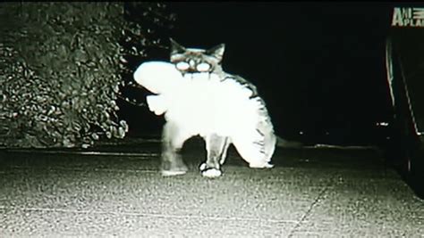 Kleptomaniac Feline Gives New Meaning To Cat Burglar Abc7 San Francisco