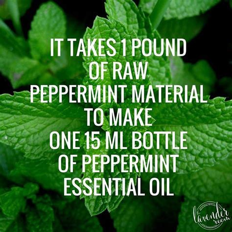 Did You Know That Pure Peppermint Essential Is Extremely Potent It