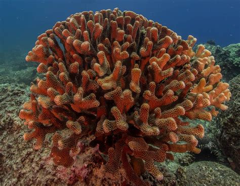 Blog An Introduction To Coral Reefs — The Reef World Foundation